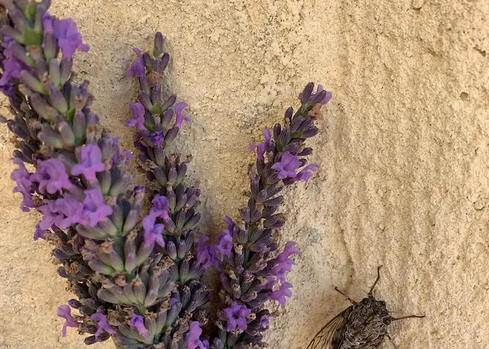 Mon Chemin Prive Mirabel-aux-Baronnies